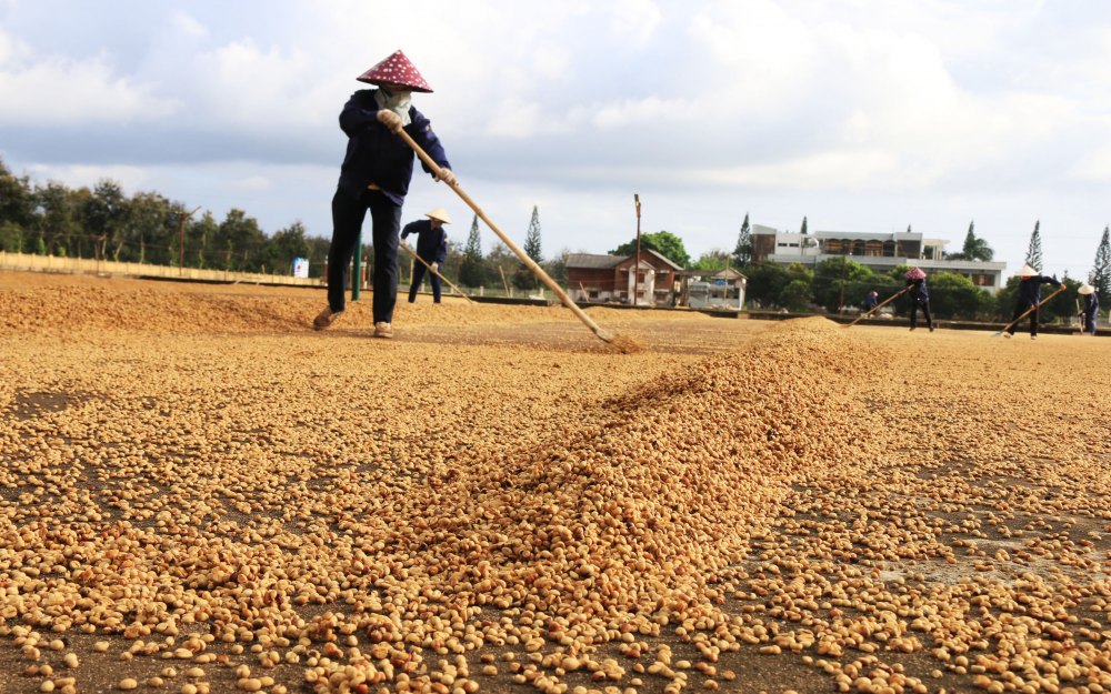 Bảo quản cà phê thóc bằng cách phơi nắng