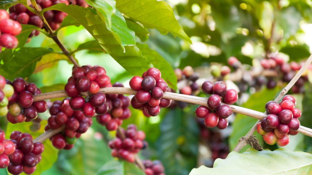 Những vùng trồng cà phê Arabica ở Việt Nam ngon nhất
