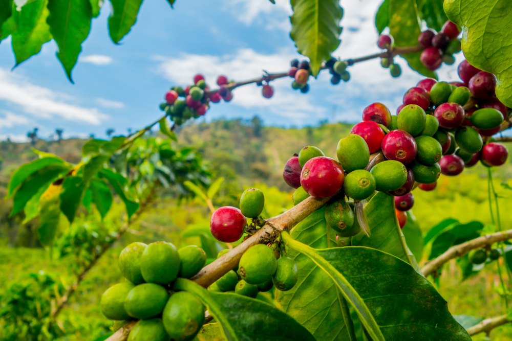 Điều kiện tự nhiên để trồng cà phê tại Ethiopia