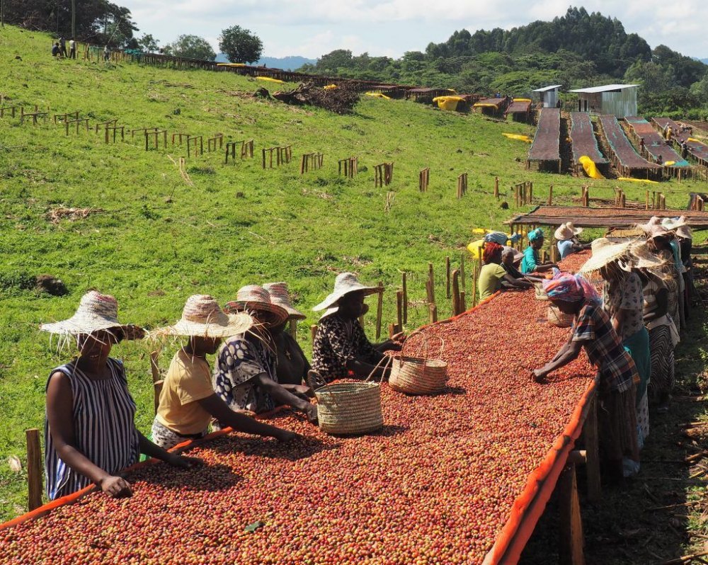 Hoạt động sản xuất cà phê tại Ethiopia