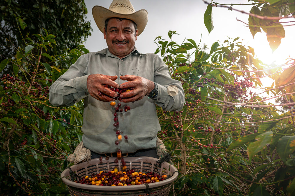 Lịch sử phát triển của cà phê tại Guatemala