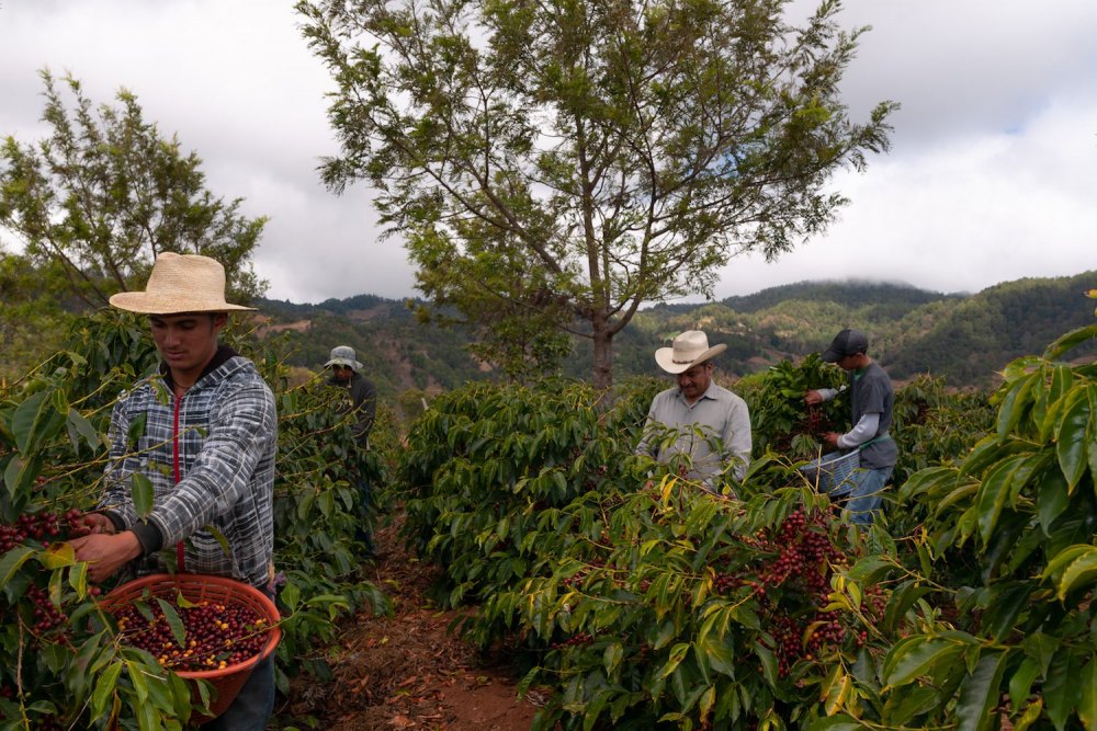 Điều kiện tự nhiên để trồng cà phê tại Guatemala