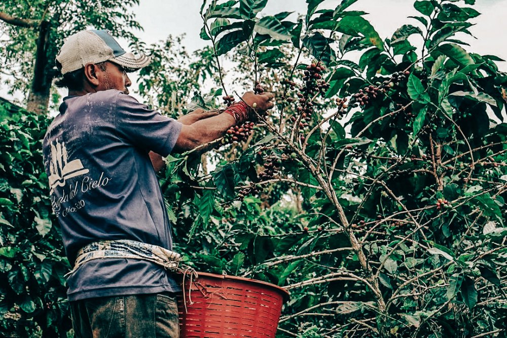 Hoạt động sản xuất cà phê tại Honduras