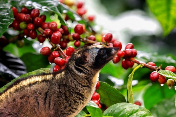 Cà phê Luwak Coffee hay Kopi Luwak nổi tiếng Indonesia