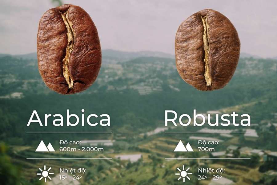 Cách nhận biết cà phê Robusta