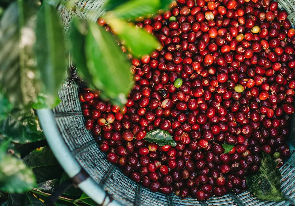 Cà phê Costa Rica có vị như thế nào?