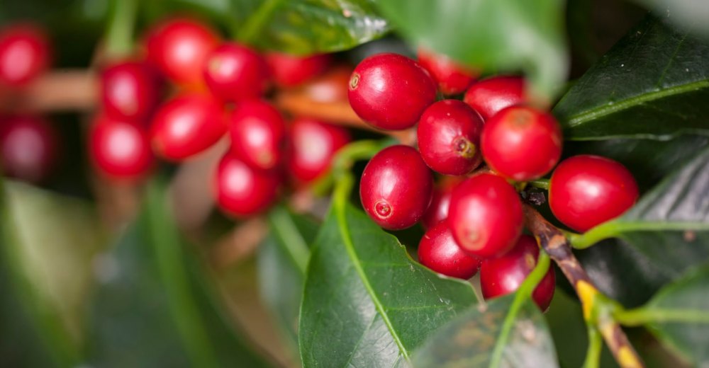 Nguồn gốc và đặc điểm của cây cà phê Robusta