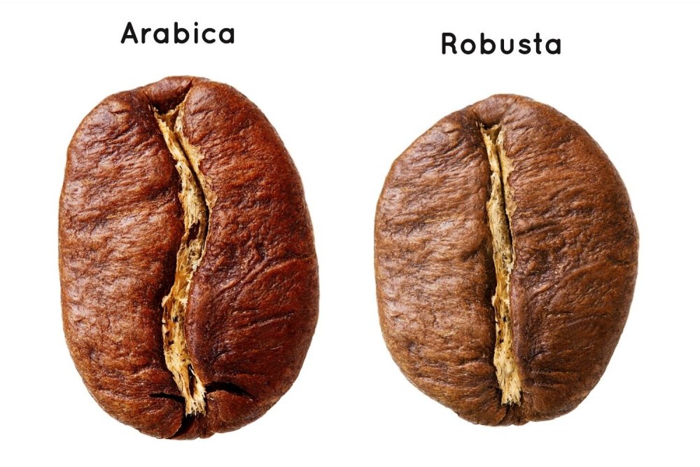 Arabica và Robusta là hai chủng loại cà phê nhân xanh phổ biến