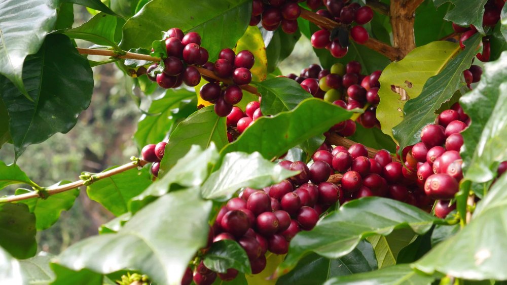 Môi trường, hạt giống, phương pháp canh tác,... sẽ ảnh hưởng đến chất lượng hạt cà phê