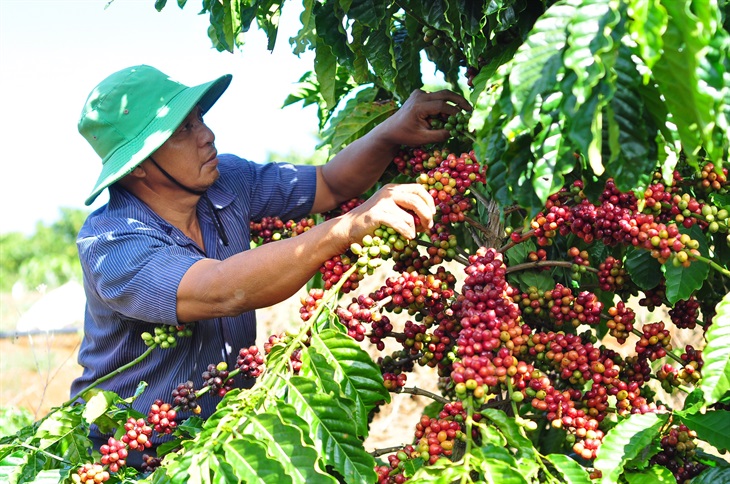 Cà phê Robusta được trồng ở những vùng nào ở Việt Nam?