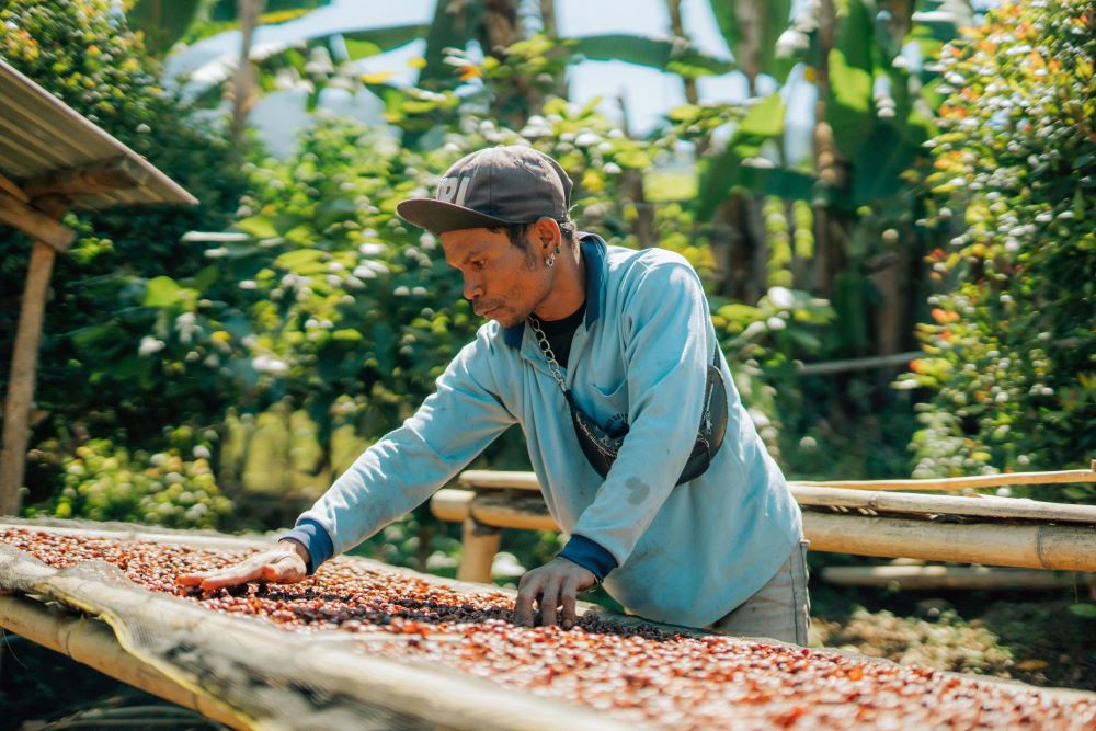 Hoạt động sản xuất cà phê tại Indonesia