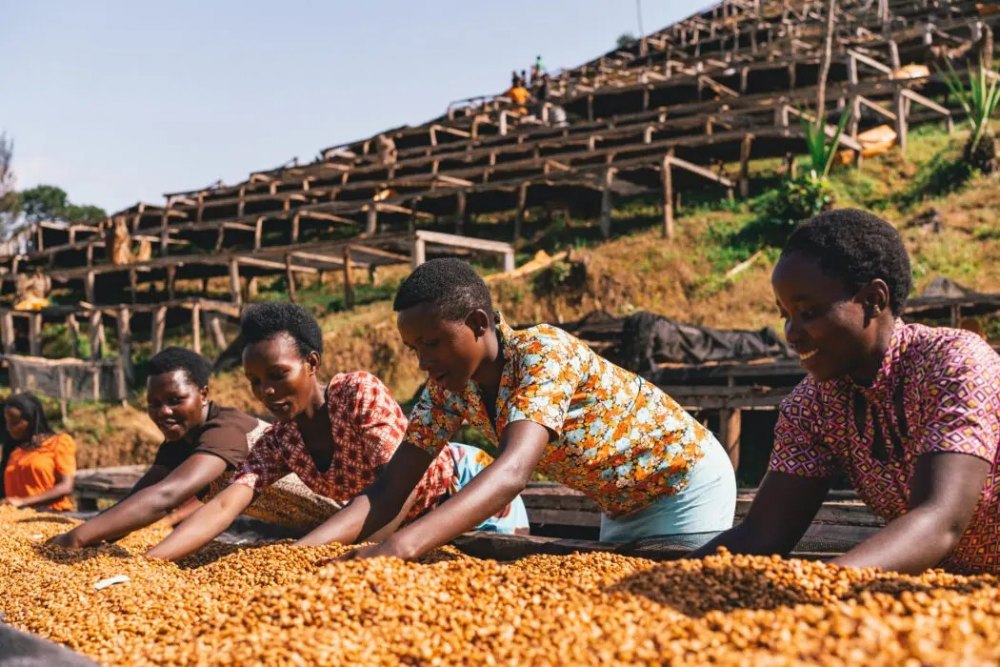 Hoạt động sản xuất và chế biến cà phê tại Rwanda