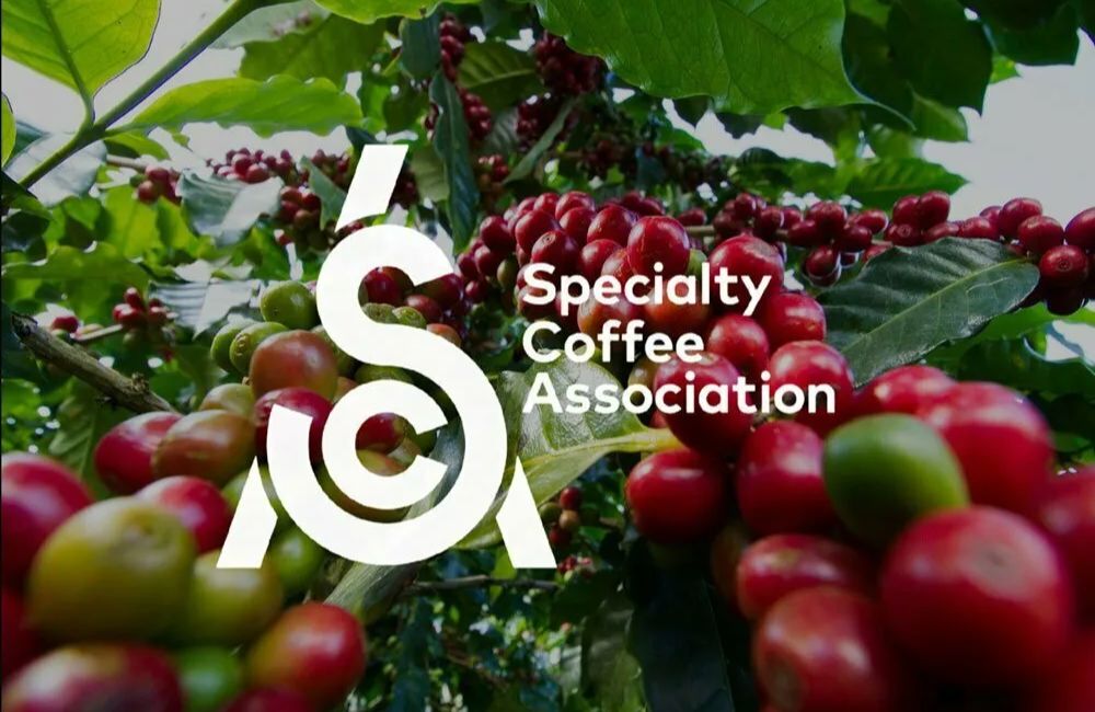 Hiệp hội cà phê đặc sản Specialty Coffee Association (SCA)