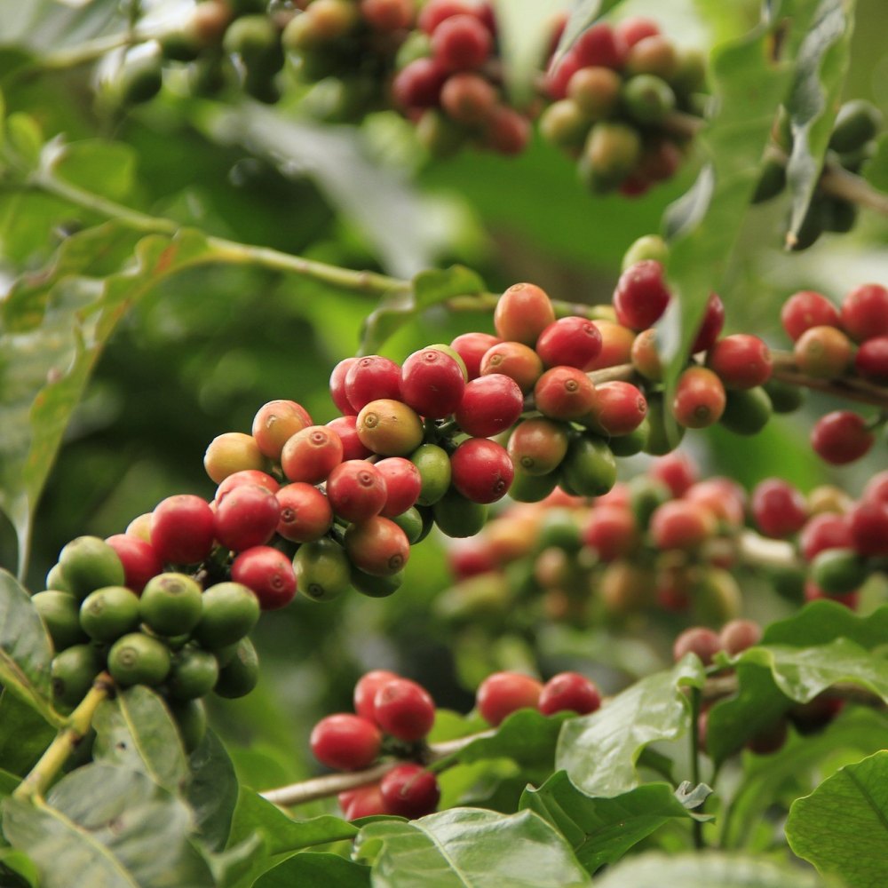 Sự phân bố của cây cà phê Arabica