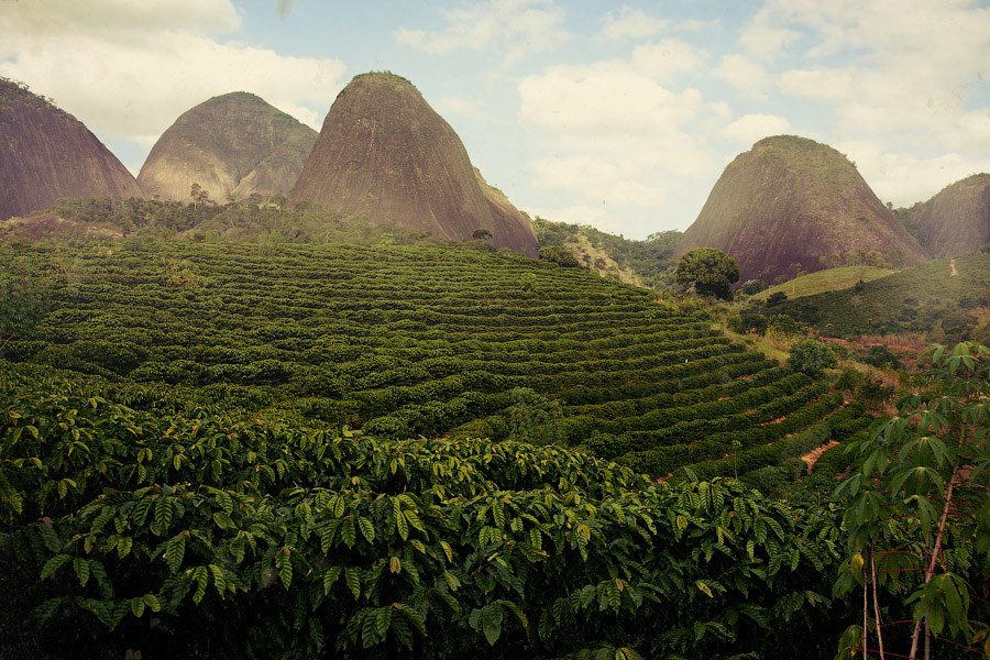 COFFEE CULTURE AROUND THE WORLD: BRAZIL