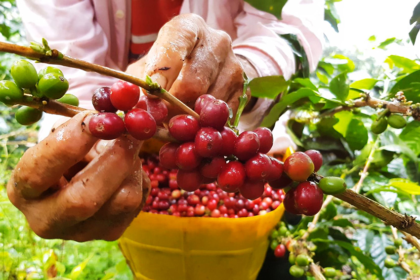 Đặc điểm nổi bật của cà phê SHG