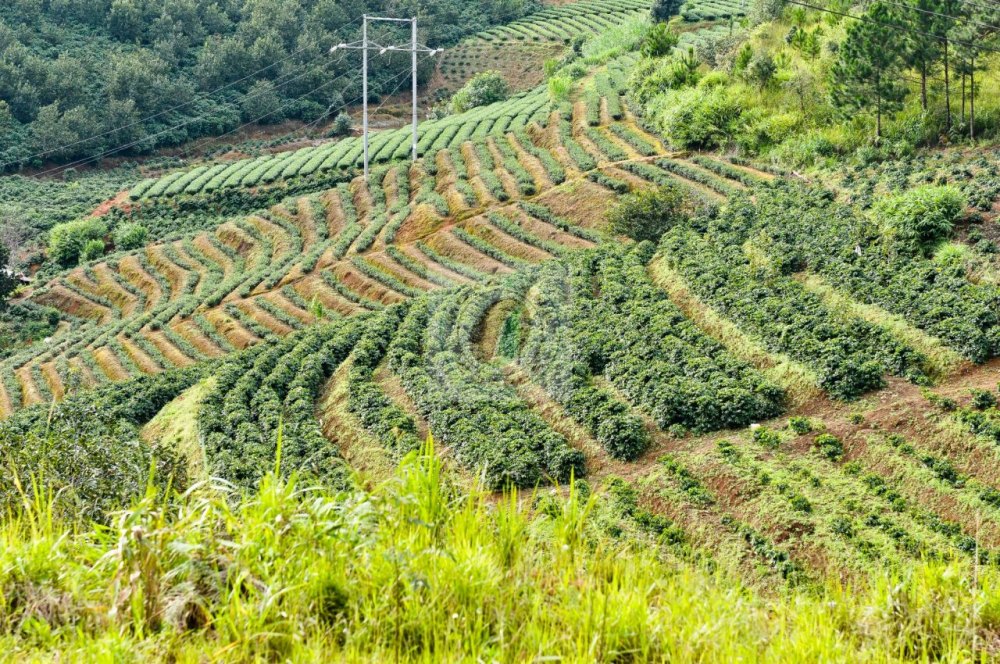 Xuất xứ, vùng trồng cà phê