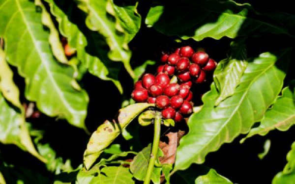 Coffee season in the Central Highlands