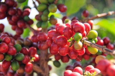 Cà phê Catimor là gì? Catimor là Arabica hay Robusta?