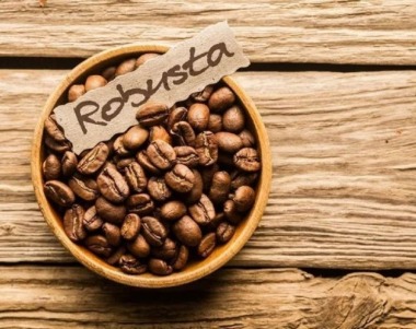 Cà phê Robusta là gì? Cà phê Robusta có vị gì và cách nhận biết
