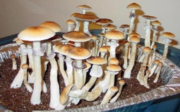 HOW TO GROW MUSHROOMS AT HOME IN A BUCKET
