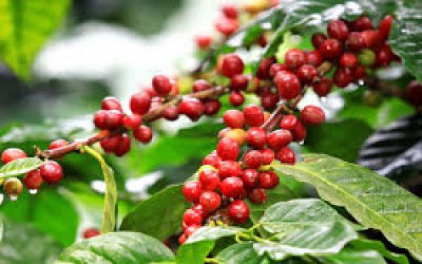 Dak Lak coffee price continues to increase to 34.4 million VND/ton
