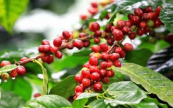 Dak Lak coffee price continues to increase to 34.4 million VND ton