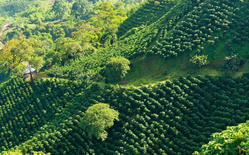 Độ cao ảnh hưởng thế nào đến quá trình phát triển, hương vị cà phê?