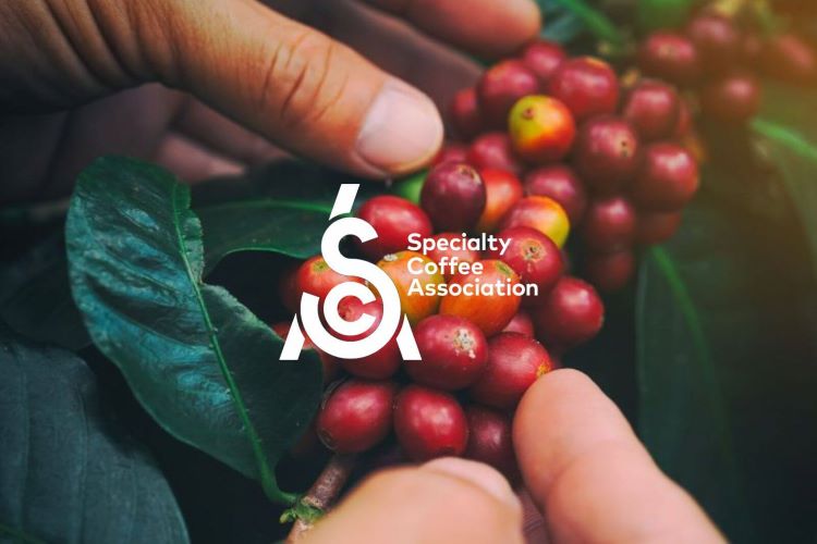 Tổng quan hiệp hội cà phê đặc sản Specialty Coffee Association (SCA)